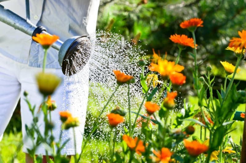 Ökopur Flora zur Desinfektion von Gießwasser