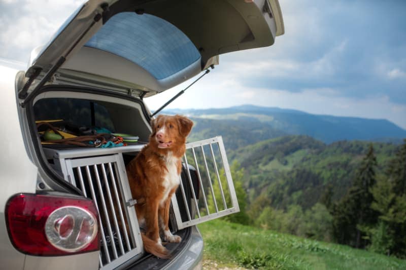 Ökopur animal - pets - Transportboxen