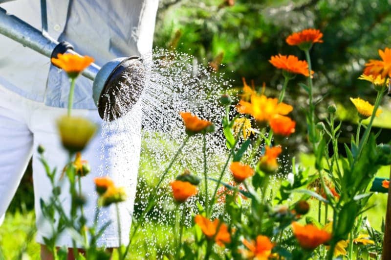 Ökopur Flora zur Desinfektion von Gießwasser
