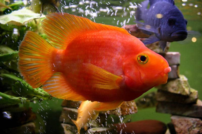 Ökopur animal - pets Aquarium
