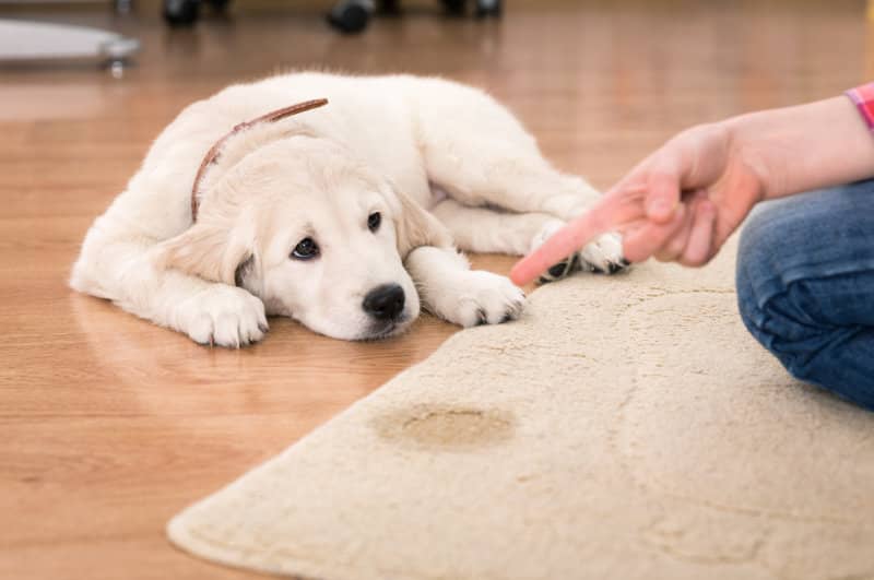 Ökopur animal - pets Hunde