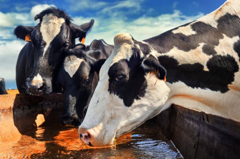 Ökopur Horse Wassertröge