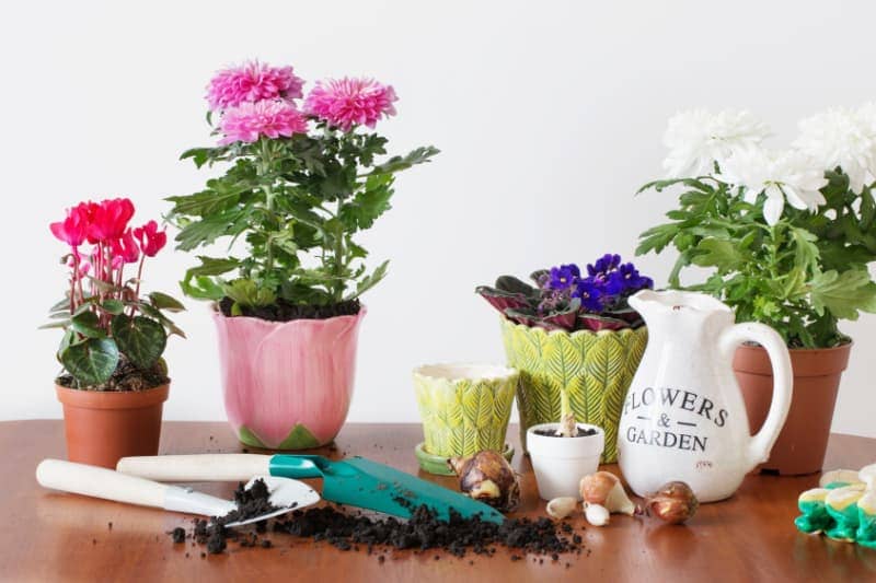 Ökopur flora - zur Desinfektion von Blumentöpfen