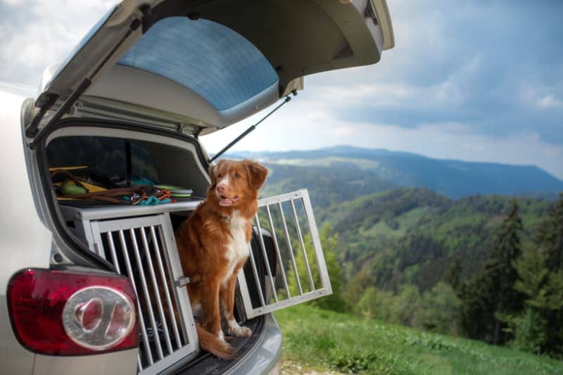 Ökopur animal - pets - Transportboxen