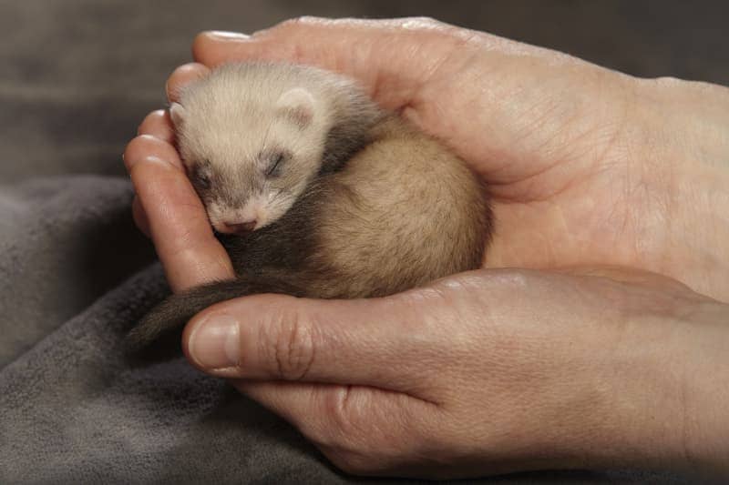 Okopour animal - pets - Frettchen