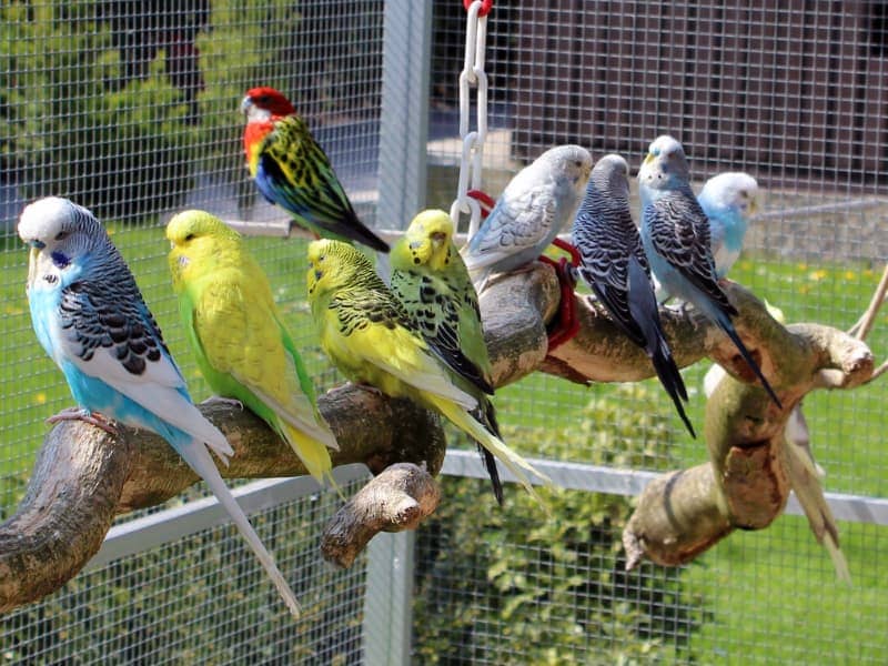 Ökopur animal - pets - Vogelkäfige