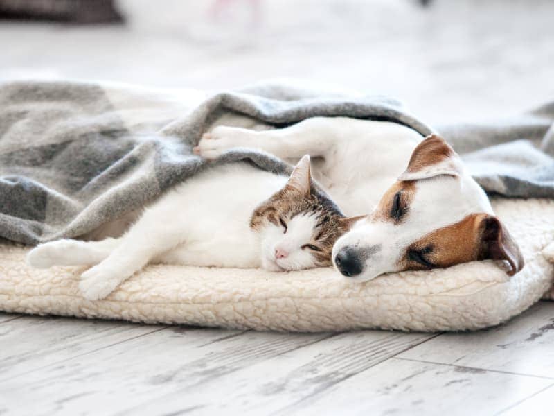Ökopur animal - pets - Hunde- und Katzenbetten